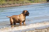 BULLMASTIFF 056